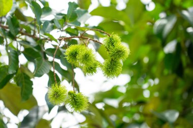 Yeşil rambutan ağaçlardan Rambutan hasat zamanı geldiğinde, t