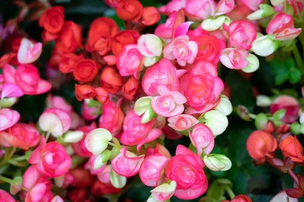 Numerous bright flowers of tuberous begonias (Begonia tuberhybri — Stock Photo, Image