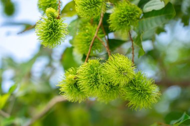 Yeşil rambutan ağaçlardan Rambutan hasat zamanı geldiğinde, t