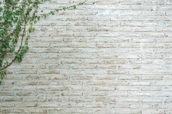 The wall is made of brick and then painted in white. There are c — Stock Photo, Image