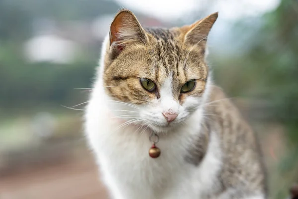 Портрет Милый кот сидит перед домом Милый домашний питомец — стоковое фото