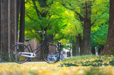 bisiklet park halinde, Ginkgo ağacının alanları arasında. Bu,