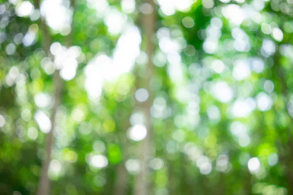 Fond de nature vert flou avec lumière naturelle avec copie spa — Photo