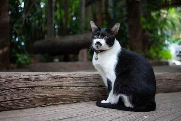 Retrato Gato bonito sentado na frente da casa É um animal de estimação bonito e — Fotografia de Stock