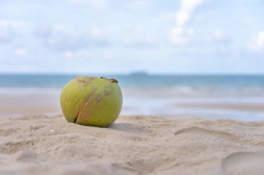 Hindistan cevizi bir backgro ile sahilde bir kum yığını üzerine yerleştirilir