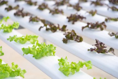 Toprak kullanmadan veya başka bir tür HY çağıran olmadan sebze büyüyen