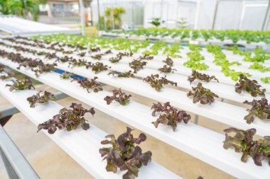 Toprak kullanmadan veya başka bir tür HY çağıran olmadan sebze büyüyen