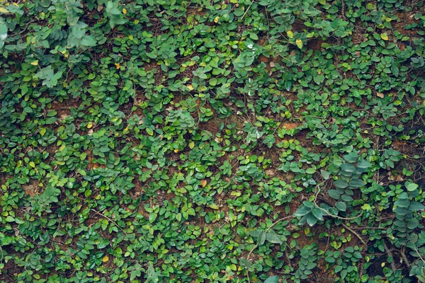 La pared está hecha de ladrillo y luego pintada de blanco. Hay c —  Fotos de Stock