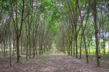 Kauçuk ağacı (Hevea brasiliensis) lateks üretir. Bıçak kullanarak 