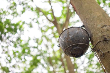 Kauçuk ağacı (Hevea brasiliensis) lateks üretir. Bıçak kullanarak 