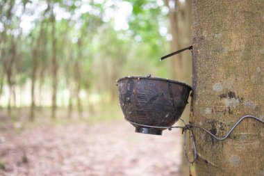 Kauçuk ağacı (Hevea brasiliensis) lateks üretir. Bıçak kullanarak 