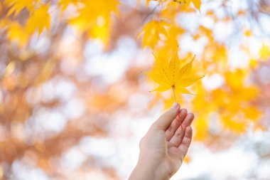Akçaağaç yaprakları renk değiştirir. Yeşil kadar sarı ulaştığında