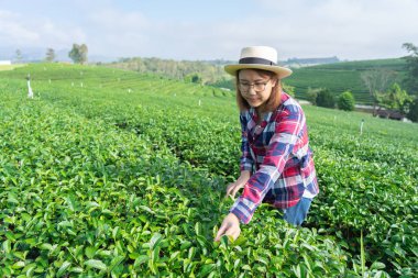 Asyalı kadın el kadar çay toplama çay plantati yaprakları
