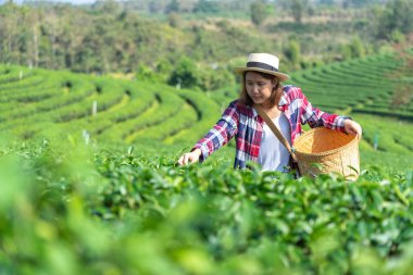 Asyalı kadın el kadar çay toplama çay plantati yaprakları