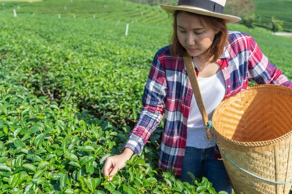 Asian woman hand picking up the tea leaves from the tea plantati