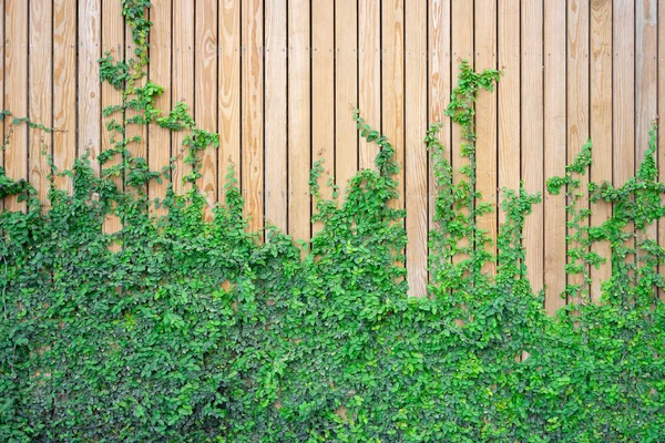 Die Wand besteht aus Holz. an der linken Wand gibt es Schlingpflanzen. dies — Stockfoto