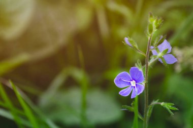 Yeşil üzerinde mavi çiçek bulanık arka plan. Makro çekimi
