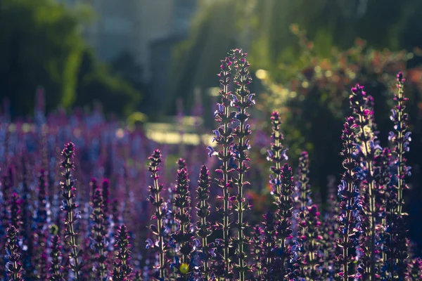 Champ Lupin Avec Des Fleurs Violettes Roses Lumière Soleil Brille — Photo gratuite