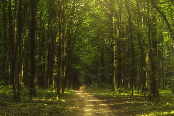 Pohádkový Les Úsvitu Zelené Stromy Wit Mlha Záhada Pozadí — Stock fotografie