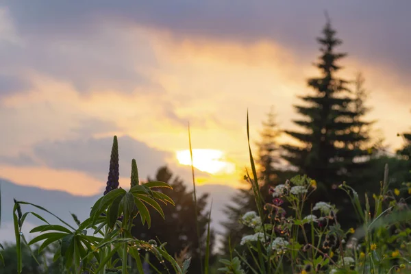 Pôr Sol Incrível Nas Montanhas Flores Selvagens Contra Céu Nublado — Fotografia de Stock
