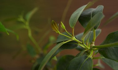 Kahverengi ahşap arka plan üzerinde çiçek olmadan Pembe mandevilla dalı