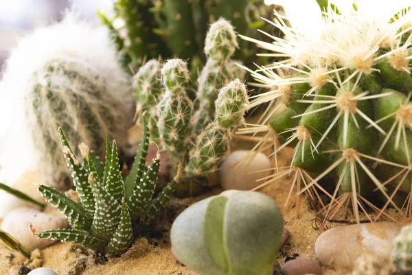 Kaktüs bitkileri. Makro vurdu. Sıcak parlak arka plan
