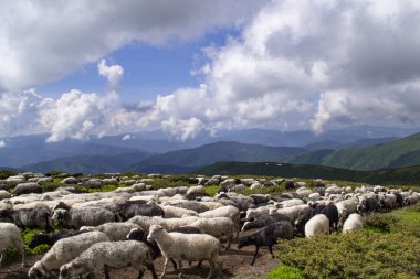 Koyun, kuzu yeşil çim alanlar ve güzel bulutlu gökyüzü karşı dağ çiftlikte. Sıcak yaz fotoğraf parlak renkler.