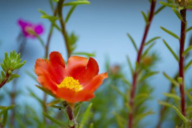 Mavi arka plan üzerinde kırmızı çiçek. Renkli makro fotoğraf vurdu.