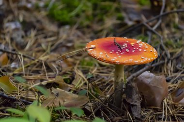 Zehirli mantar ormanın içinde. Sinek mantarı. Sinek agaric vahşi ormanda 