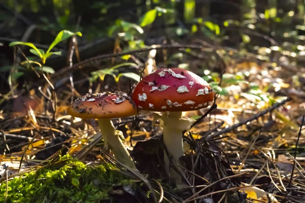 Cogumelos Venenosos Floresta Amanita Muscaria Voar Agárico Floresta Selvagem — Fotografia de Stock