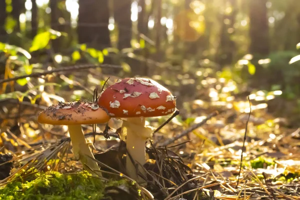 Cogumelos Venenosos Floresta Amanita Muscaria Voar Agárico Floresta Selvagem — Fotografia de Stock