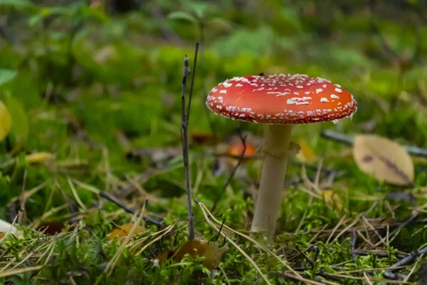 Δηλητηριώδη Μανιτάρια Στο Δάσος Amanita Muscaria Μύγα Αγαρικό Άγριο Δάσος — Φωτογραφία Αρχείου