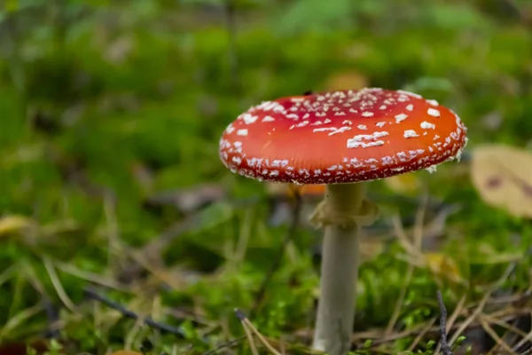 Δηλητηριώδη Μανιτάρια Στο Δάσος Amanita Muscaria Μύγα Αγαρικό Άγριο Δάσος — Φωτογραφία Αρχείου