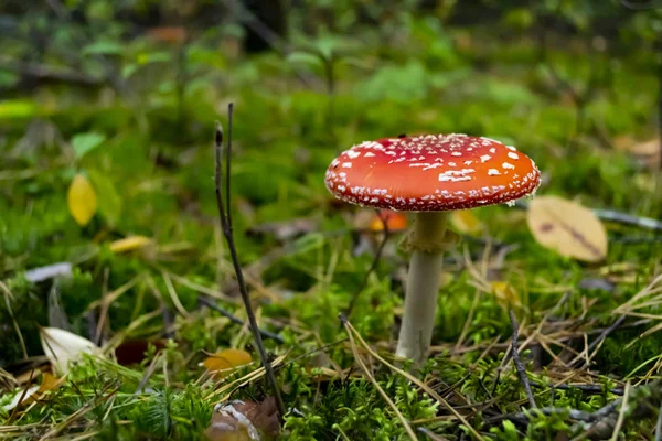 Ядовитые Грибы Лесу Amanita Muscaria Летать Агариком Диком Лесу — стоковое фото