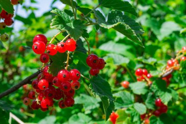 Bahçede frenk üzümü meyveleri. Makro çekim. Parlak yaz geri