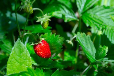 Bulanık arka planda çilek fragaria vesca. Makro çekimi