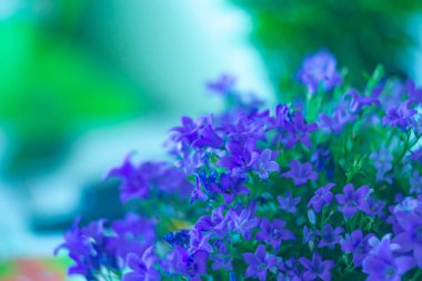Bulanık backgrou browallia speciosa güzel mavi çiçekler