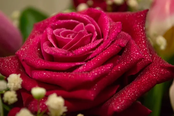 Czerwona Róża Kwiat z waterdrops w bukiet. Rozmyte tło — Zdjęcie stockowe