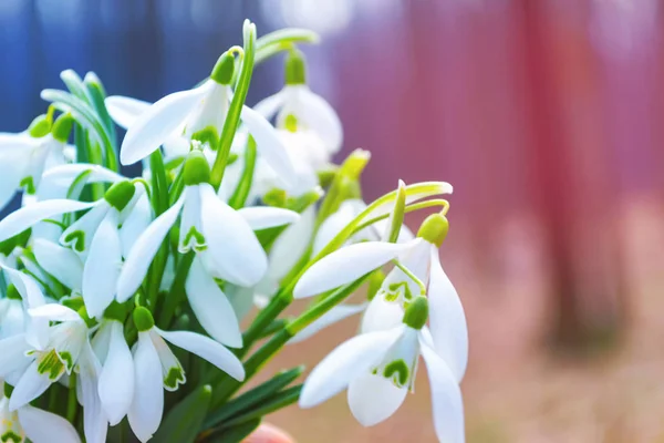 Snowdrops flowers. Fresh spring colorful background — Stock Photo, Image