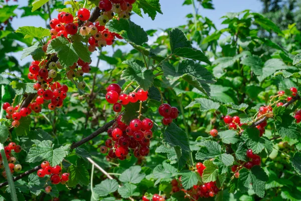 Rode bessenstruiken met bessen in de tuin. Biologische cultivatio — Stockfoto
