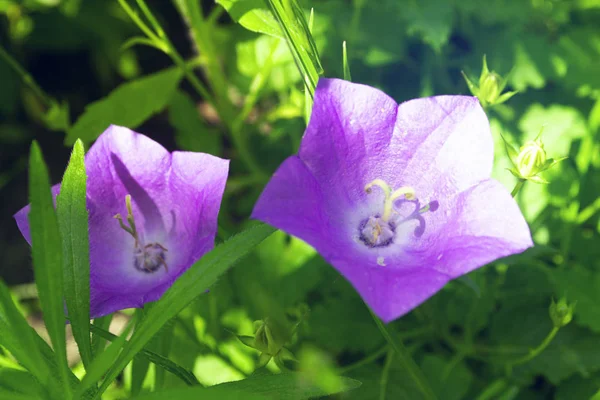 Zwei violette Glockenblumen auf verschwommenem Hintergrund im Garten. macr — Stockfoto