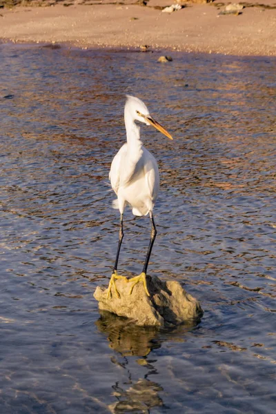 White heron standing on a rock against seashore — Stock Fotó