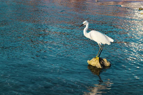 Heron alb în picioare pe o stâncă. Marea Roșie — Fotografie de stoc gratuită