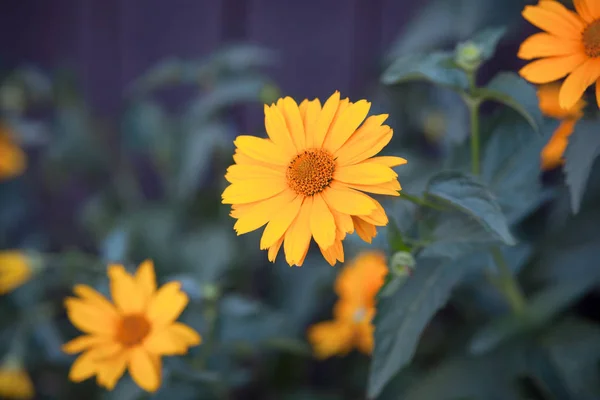 bright summer orange flowers on a blue background with leaves close up