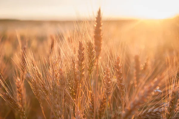 Campo madurando trigo al atardecer. El concepto de una cosecha rica —  Fotos de Stock