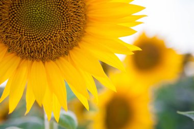 Güzel sarı yaz ayçiçeği çiçek peyzaj çarpıcı gökyüzüne karşı. Ayçiçeği tarlası