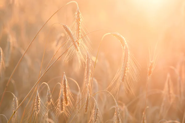 Campo madurando trigo al atardecer. Agricultura y cosecha —  Fotos de Stock