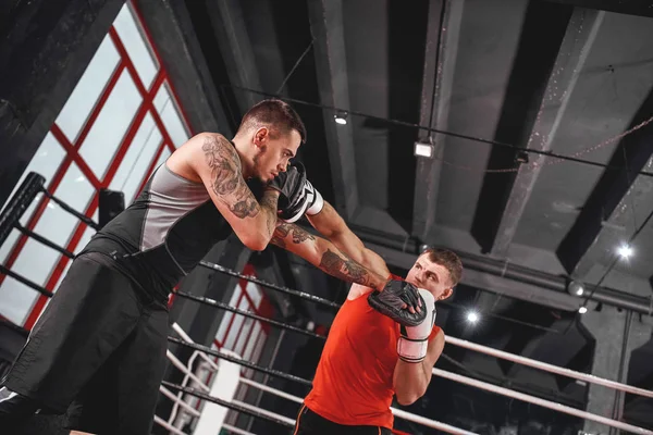 Handsome young sportsman in boxing gloves punching cross. Muscular boxer training on boxing paws with partner in black boxing