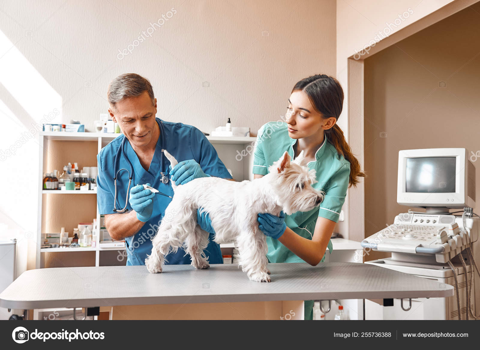 small dog veterinarian