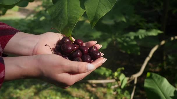 Primer Plano Las Manos Femeninas Sosteniendo Una Cereza Bajo Lluvia — Vídeos de Stock